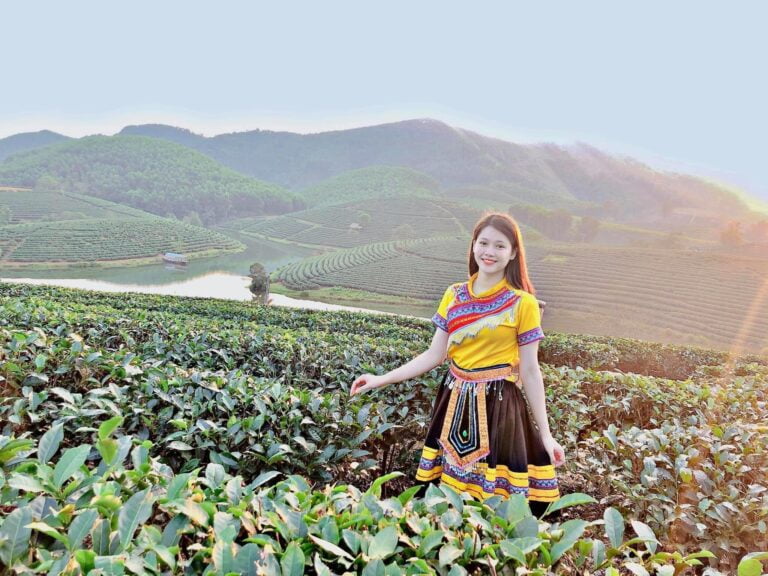 cánh đồng trà ô long trên Bảo Lộc - Lâm Đồng