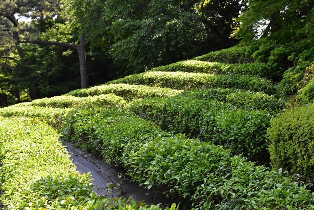 Hình ảnh vườn trà tại Nhật Bản