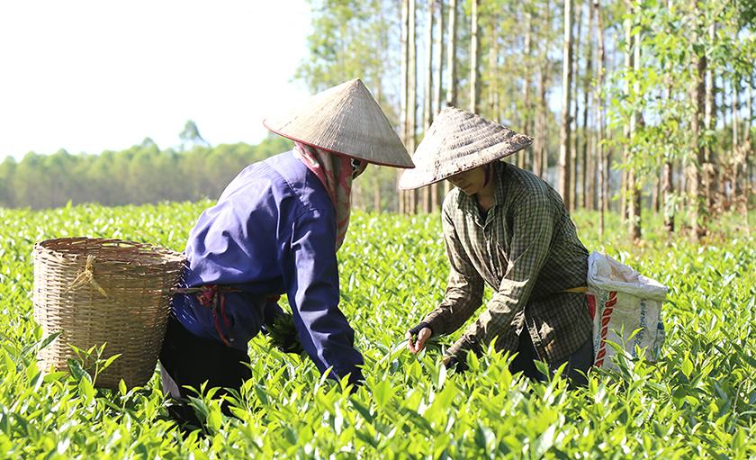 chè xanh xuất khẩu Việt Nam đứng thứ 2 trên thế giới