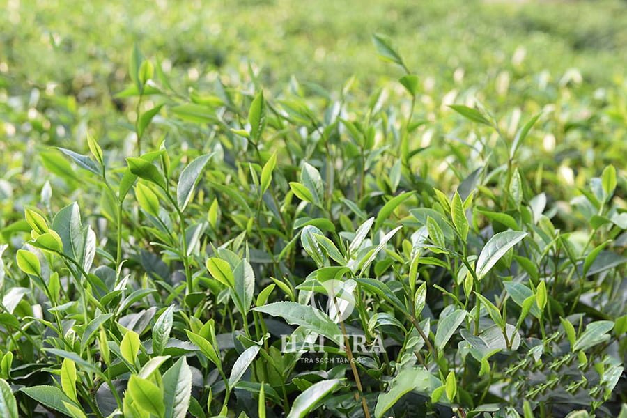tác dụng lá trà xanh tốt cho sức khỏe