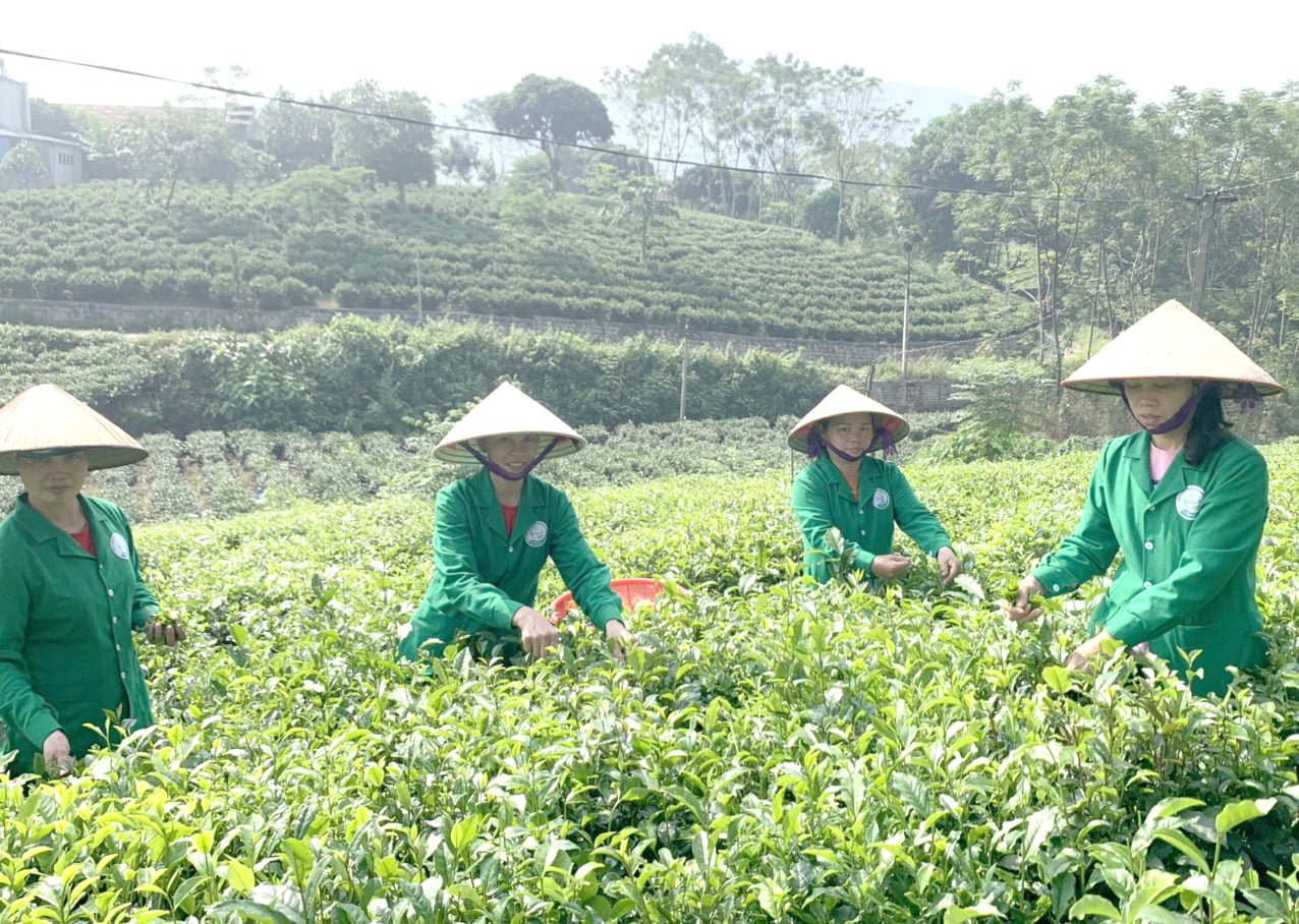 Người nông dân đang thu hái trà thái nguyên sáng sớm