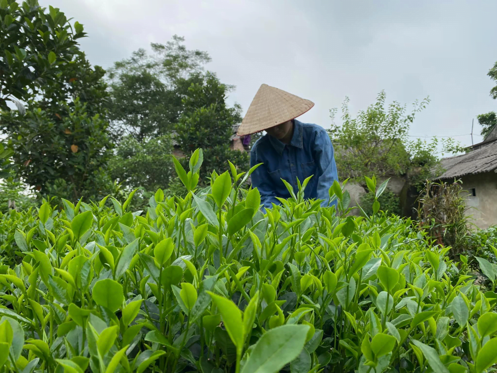 Người nông dân tại vùng tân cương đang thu hoạch trà