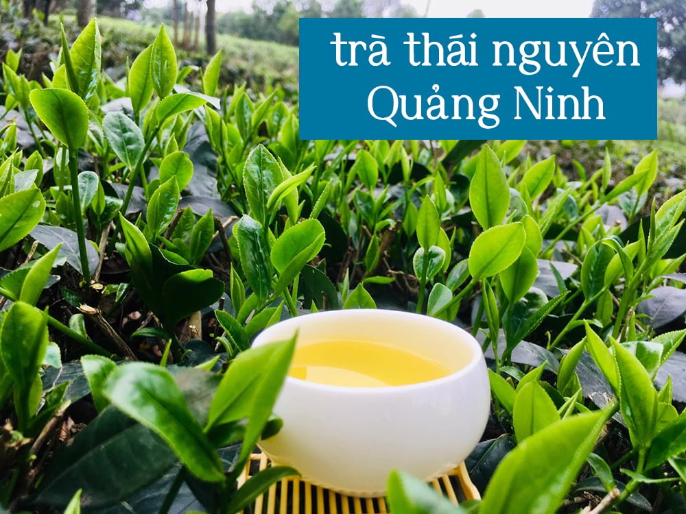 Trà Thái Nguyên tại Quảng Ninh