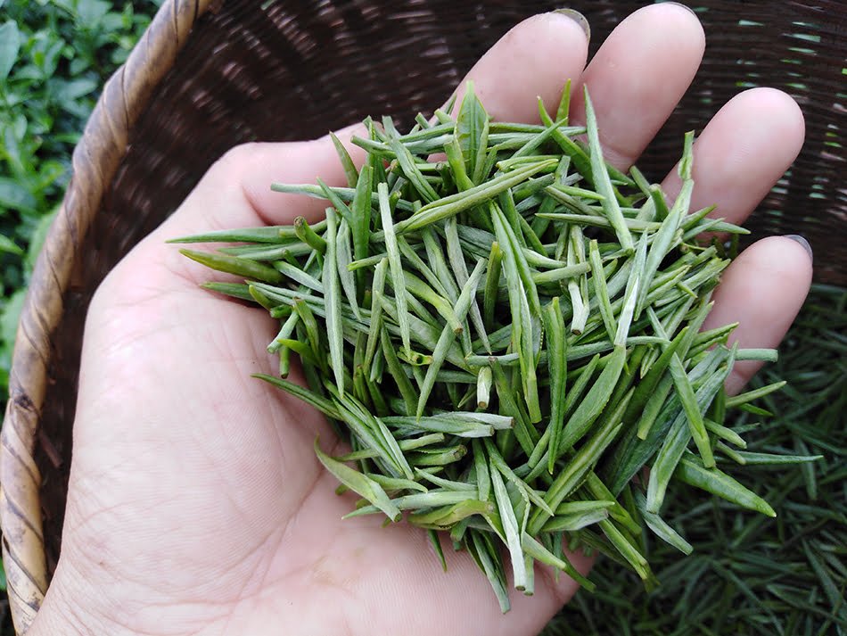 Trà mao tiêm đô quân được thu hái tựa dòng trà đinh Thái Nguyên Việt Nam 