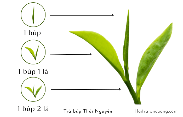 Trà búp Thái Nguyên