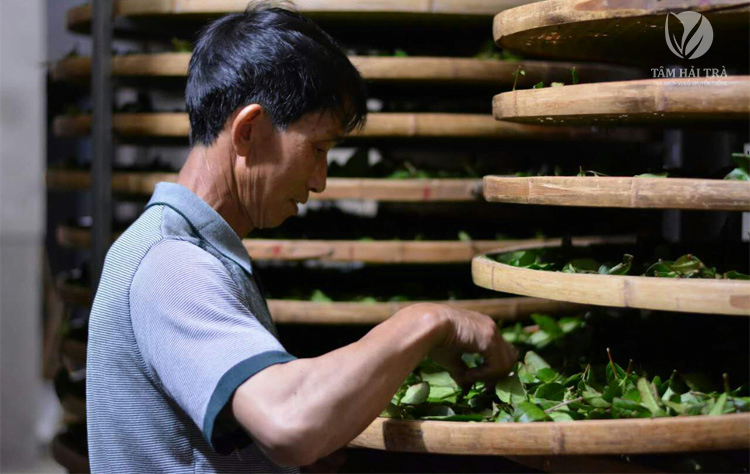 ông Chen Jinyi người có hơn 40 năm trồng trà Thiết Quan Âm tại An Khê