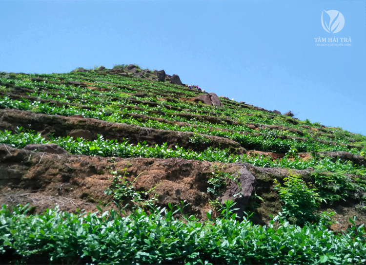 Vườn trà nhà ông Chen Jinyi trên đồi núi cao