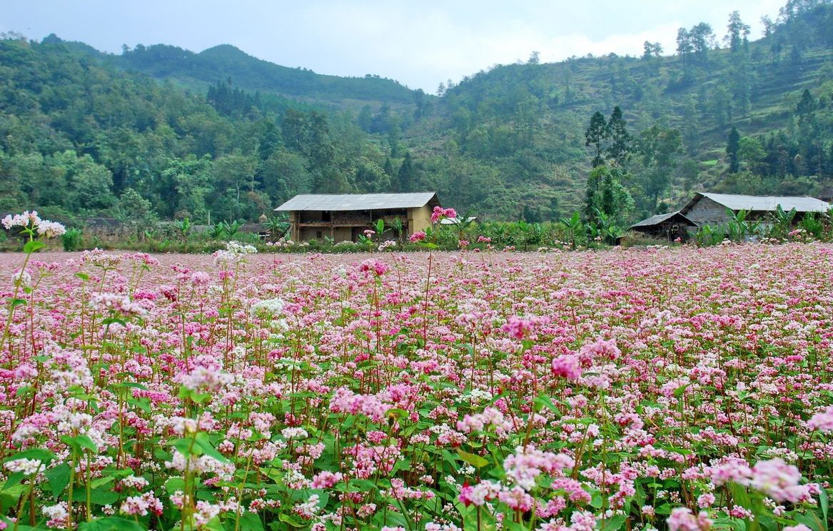 cánh đồng hoa tam giác mạch tại Thái Nguyên