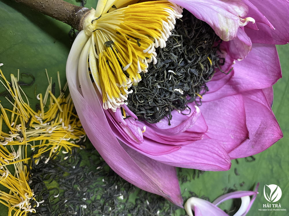 Sen tươi và trà tân cương chuẩn bị quá trình ướp