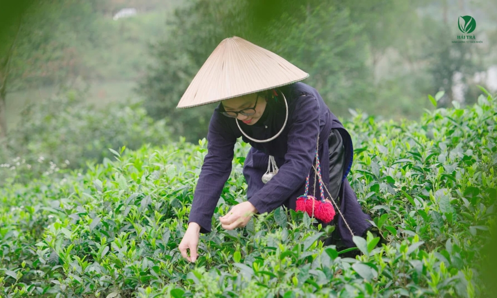 để hái được 1kg trà đinh khô, cần tới hơn 10kg búp tươi