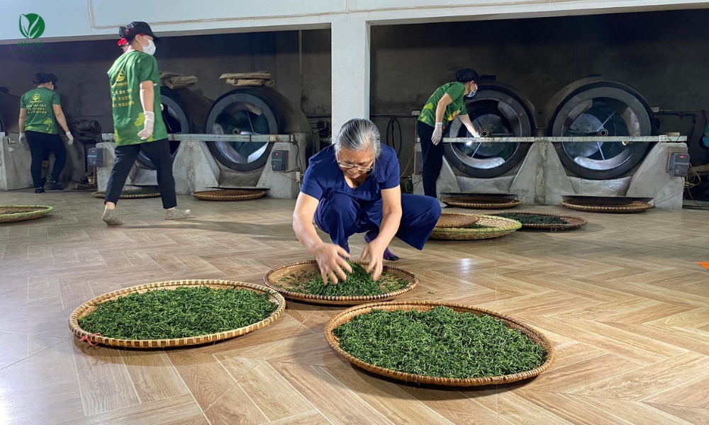 Bác Dung người làm trà lâu năm chia sẻ